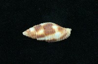 藏品(粗斑筆螺)的圖片